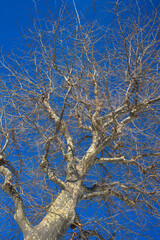 葉が落ちた冬の木