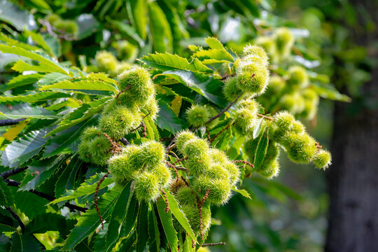 Wild young chestnuts with green leaves on the tree in the forest, The chestnuts are a group of eight or nine species of deciduous trees and shrubs in the genus Castanea in the beech family Fagaceae.