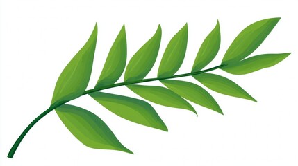 Fototapeta premium Green foliage from a tree branch, isolated on a clean white background