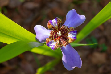 Detail of a Walking Iris flower with blue petals and a striped purple and brown center. The photo, focused on the flower, shows its textures and details against a soft, out-of-focus background.