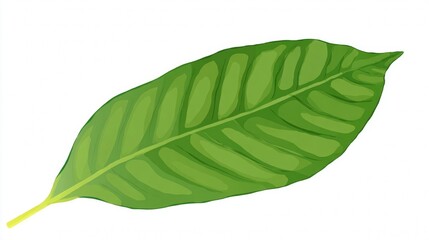 Obraz premium Macro closeup of a fresh green leaf isolated on a white background, highlighting its natural texture and veins