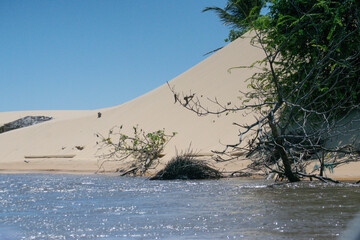 sand dunes and trees