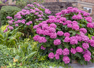 Hortensia rosa (Hydrangea macrophylla) con una abundante floración, en un jardín, al lado de un muro de ladrillo 