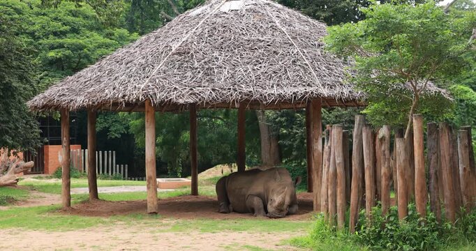 Black Rhino resting at a zoo. The black rhinoceros (Diceros bicornis), aka hooked-lip rhinoceros, is a species of rhinoceros.