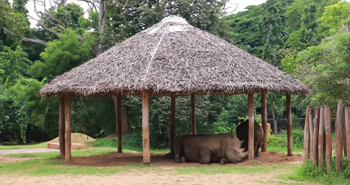 Black Rhino resting at a zoo. The black rhinoceros (Diceros bicornis), aka hooked-lip rhinoceros, is a species of rhinoceros.