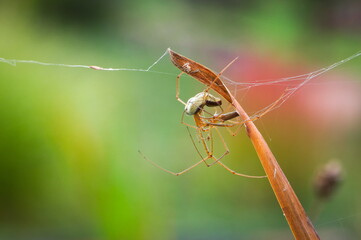 Long-jawed orb weaver (Tetragnatha extensa) mating on grass, Czech Republic (common species).