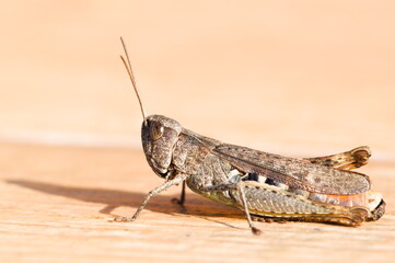 Common field grasshopper (Chorthippus brunneus) on dry ground, Czech Republic (common species).