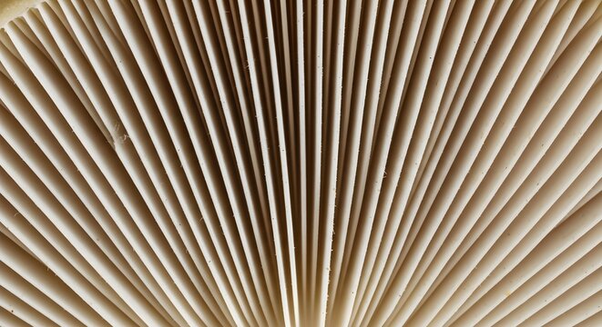 Intricate natural pattern of mushroom gills, organic texture, detailed macro view