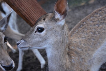 Cute young deer, close-up wildlife photography.