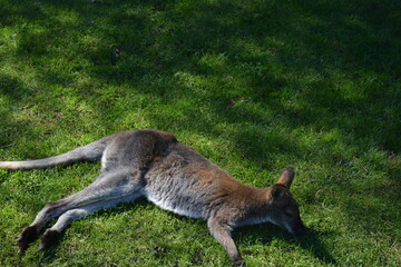 Kangaroo lying and resting on green grass in sunlight, natural wildlife scene.