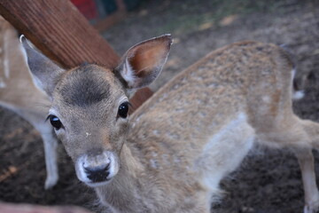 Cute young deer standing on grass, close-up wildlife photography.