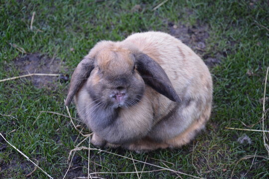 Fluffy lop-eared rabbit sitting on grass, adorable pet close-up