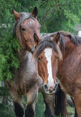 A pair of are Ardennes draft horse mares close together