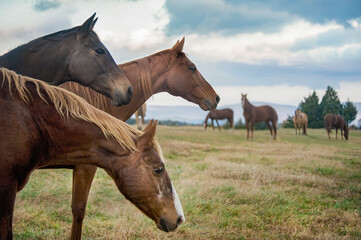 Herd of alert adult horses in grass field