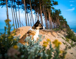 Dog on a sandy dune by the ocean