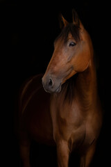 Obraz premium Bay trotter horse portrait in dark studio background