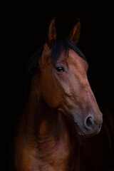 Fototapeta premium Bay trotter horse portrait in dark studio background
