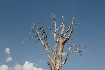 Dead tree on sky background