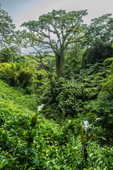 Akaka Falls State Park on Big Island, HI