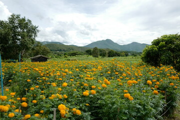 Yellow marigolds in the garden