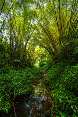 Akaka Falls State Park on Big Island, HI