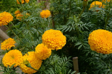Yellow marigolds in the garden