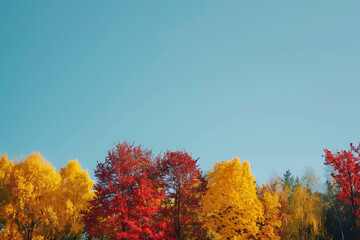 Fototapeta premium 落ち葉に覆われた地面と鮮やかな紅葉の風景