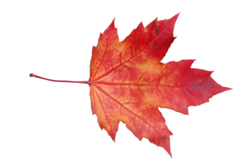 A red leaf with a brown tip
