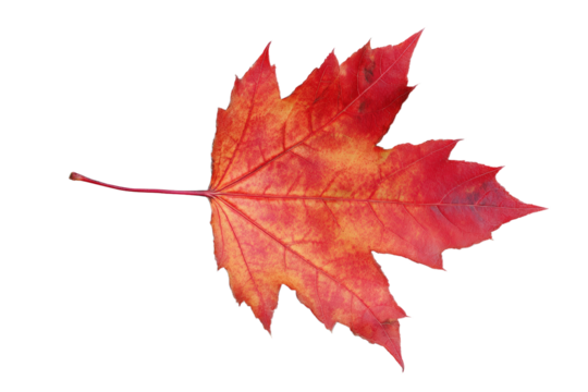 A red leaf with a brown tip