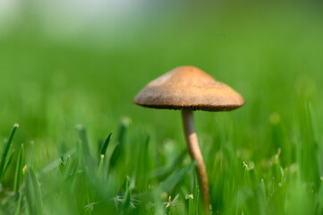 Mushroom in Green Grass in Cyprus