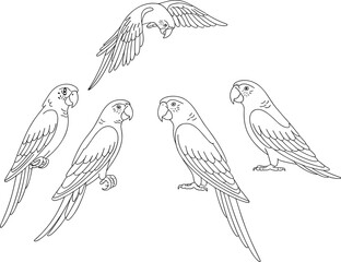 Parrot line art, flying and perched tropical birds, exotic wildlife illustration, detailed feather drawing, black and white style, CAD drawing flat vector illustration