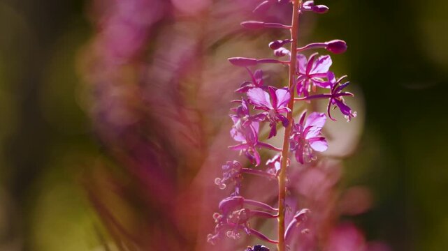 Flowers of Alaska