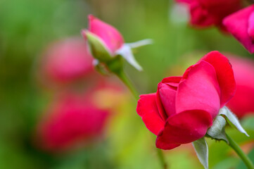Vibrant Red Rose Against Blurred Green Leaves