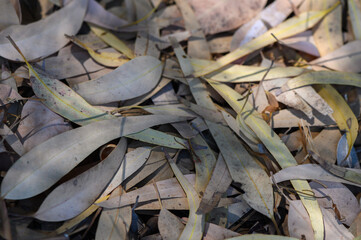 Fallen Dry Leaves on Cyprus Soil