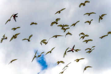 Flock of Cockatoos flying in the sky