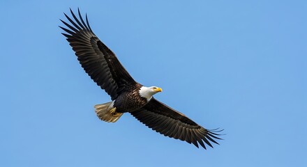 Obraz premium Bald Eagle Soaring High in the Sky.