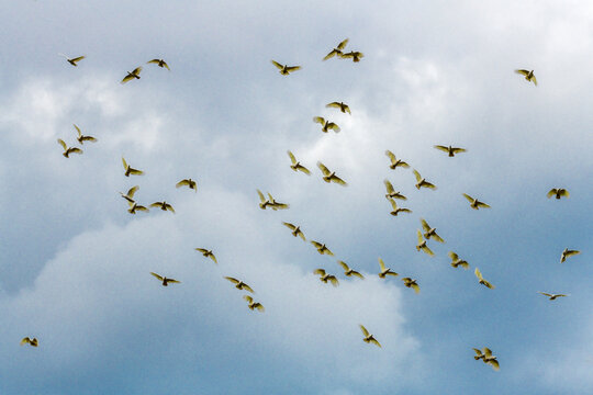 Flock of Cockatoos flying in the sky