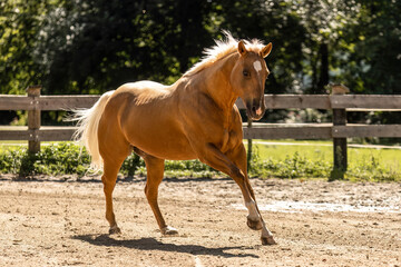 Palomino Quarter Horse galloping on riding arena in bright sunlight