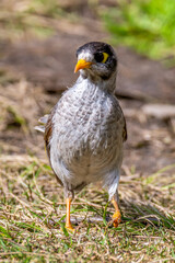 Noisy miner bird on the grass