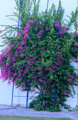 Large Bougainvillea Bush Growing Near Building