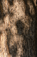 Tree Trunk Close Up Texture Background