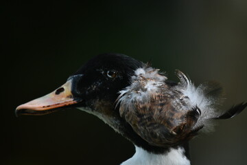 Pato selvagem um bel&iacute;ssimo close-up revelando cada detalhe de sua ex&oacute;tica figura no jardim do Museu da Rep&uacute;blica - Catete - RJ