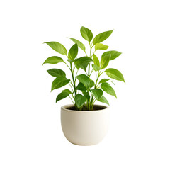 Indoor Green Plant in Ceramic Pot Transparent PNG Decor