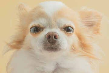 Chihuahua dog of white and red color on a beige background.