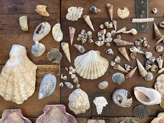 Still life of Sea Shells