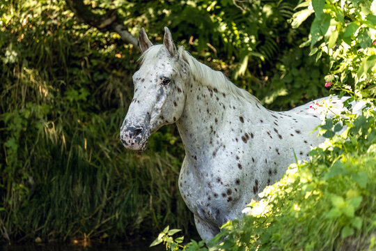 Knabstrupper horse with spotted coat standing in forest creek in summer light
