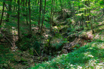 A forest with a stream running through it