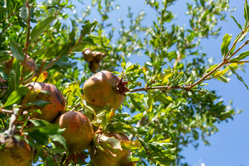 Fresh ripe pomegranates growing on tree branch with green leaves under clear blue summer sky, organic fruit agriculture, healthy food concept, natural background, Mediterranean farming orchard harvest