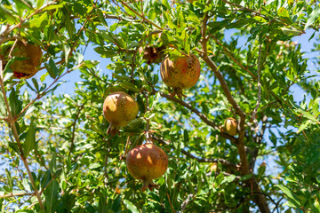 Fresh ripe pomegranates growing on tree branch with green leaves under clear blue summer sky, organic fruit agriculture, healthy food concept, natural background, Mediterranean farming orchard harvest