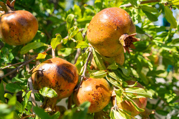 Fresh ripe pomegranates growing on tree branch with green leaves under clear blue summer sky, organic fruit agriculture, healthy food concept, natural background, Mediterranean farming orchard harvest